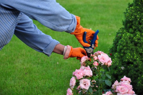 Careful crown reduction pruning on a residential tree